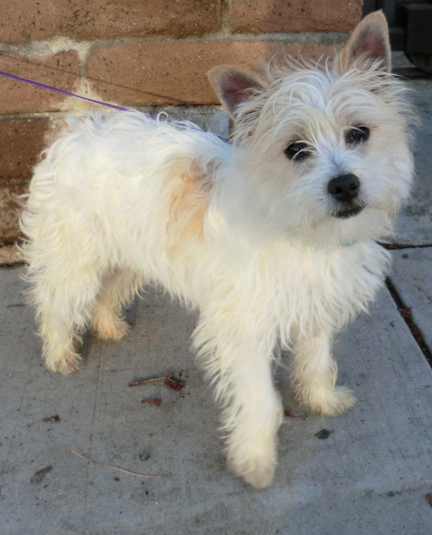 West highland terrier hot sale and yorkie mix