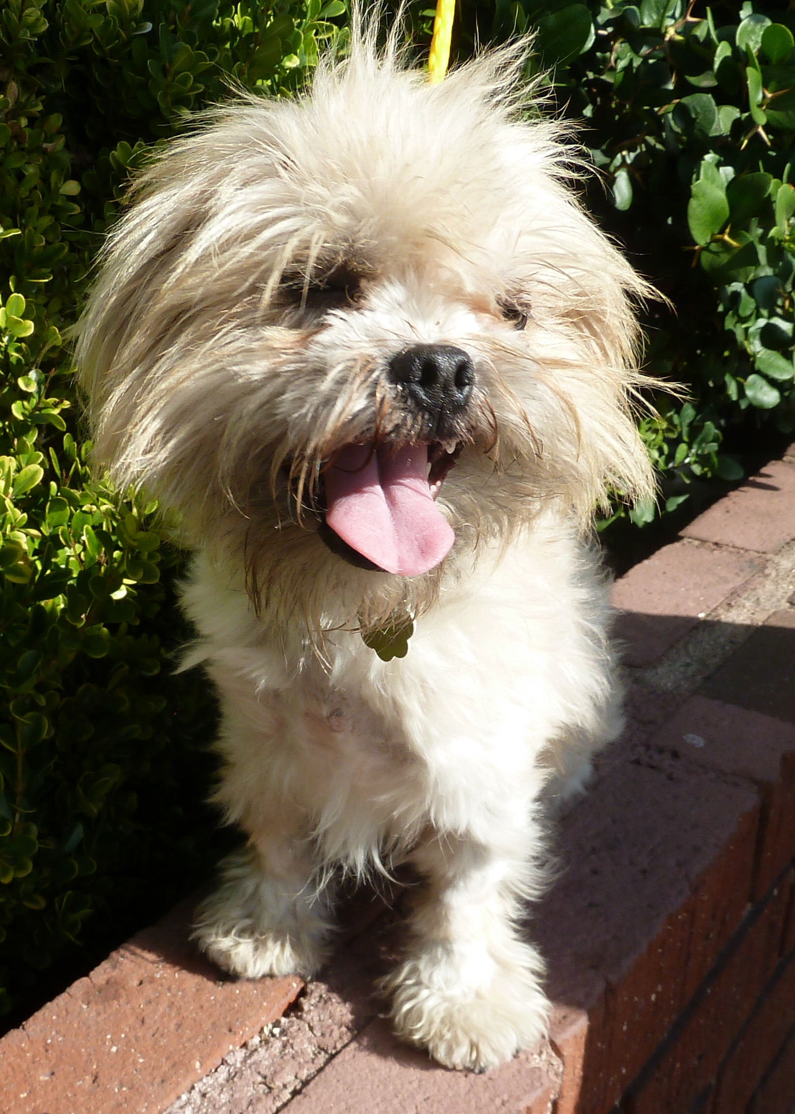 white brussels griffon