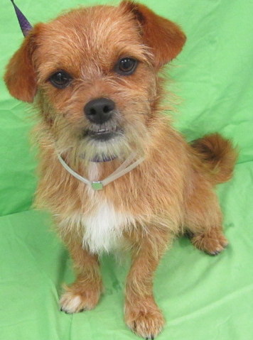 Chihuahua norfolk hot sale terrier mix