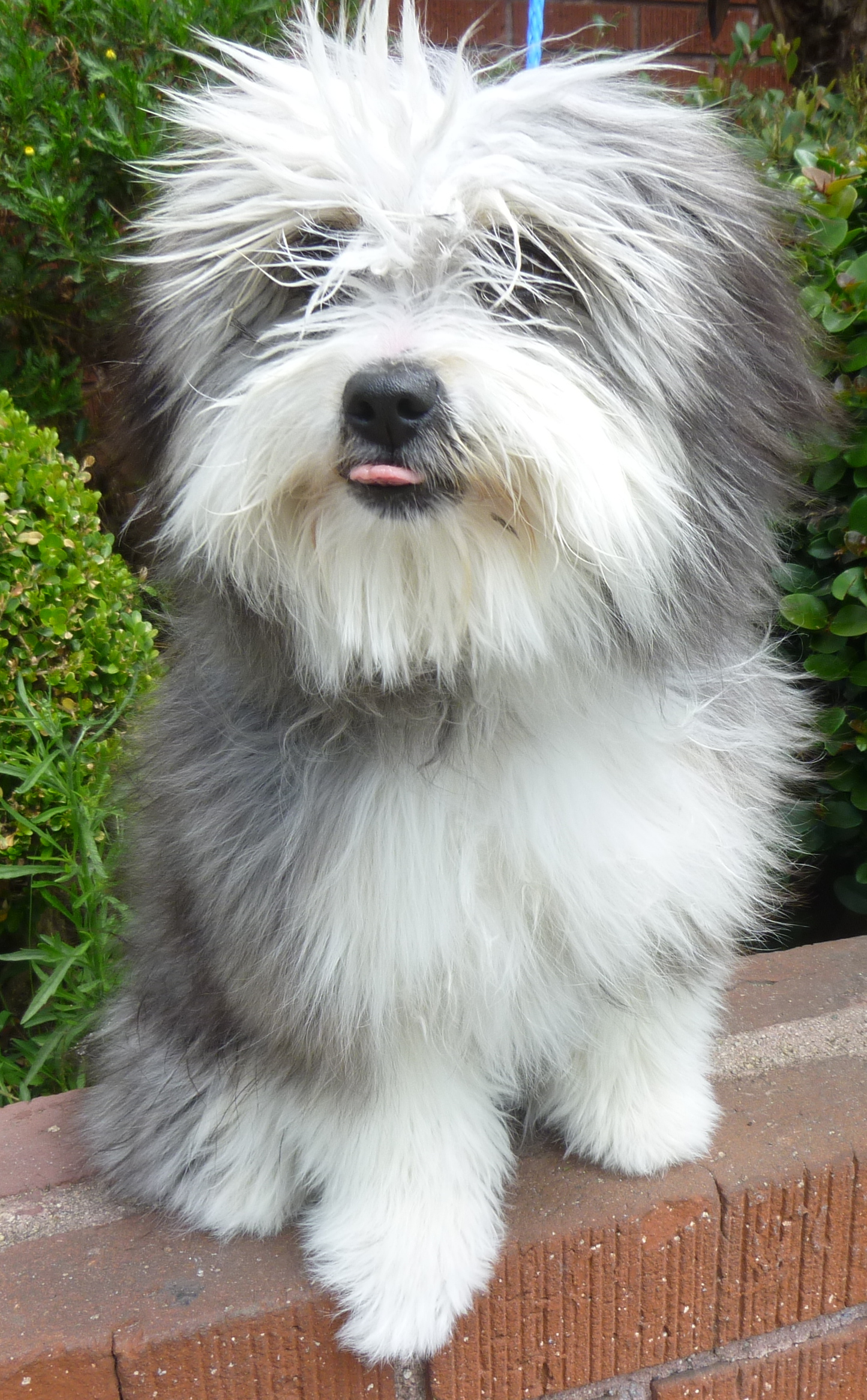 Havanese grey and store white