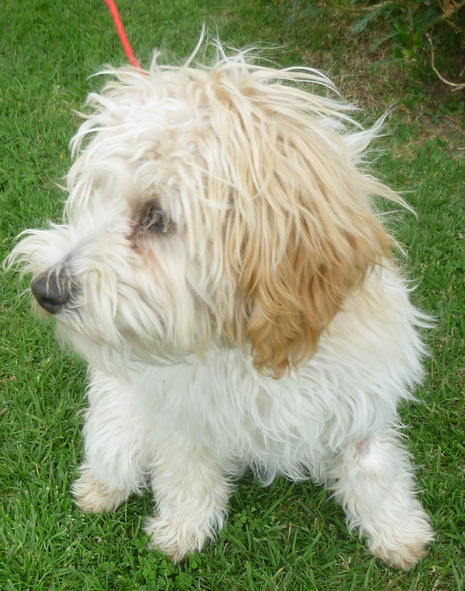 how big do havanese wheaten terrier mixes get