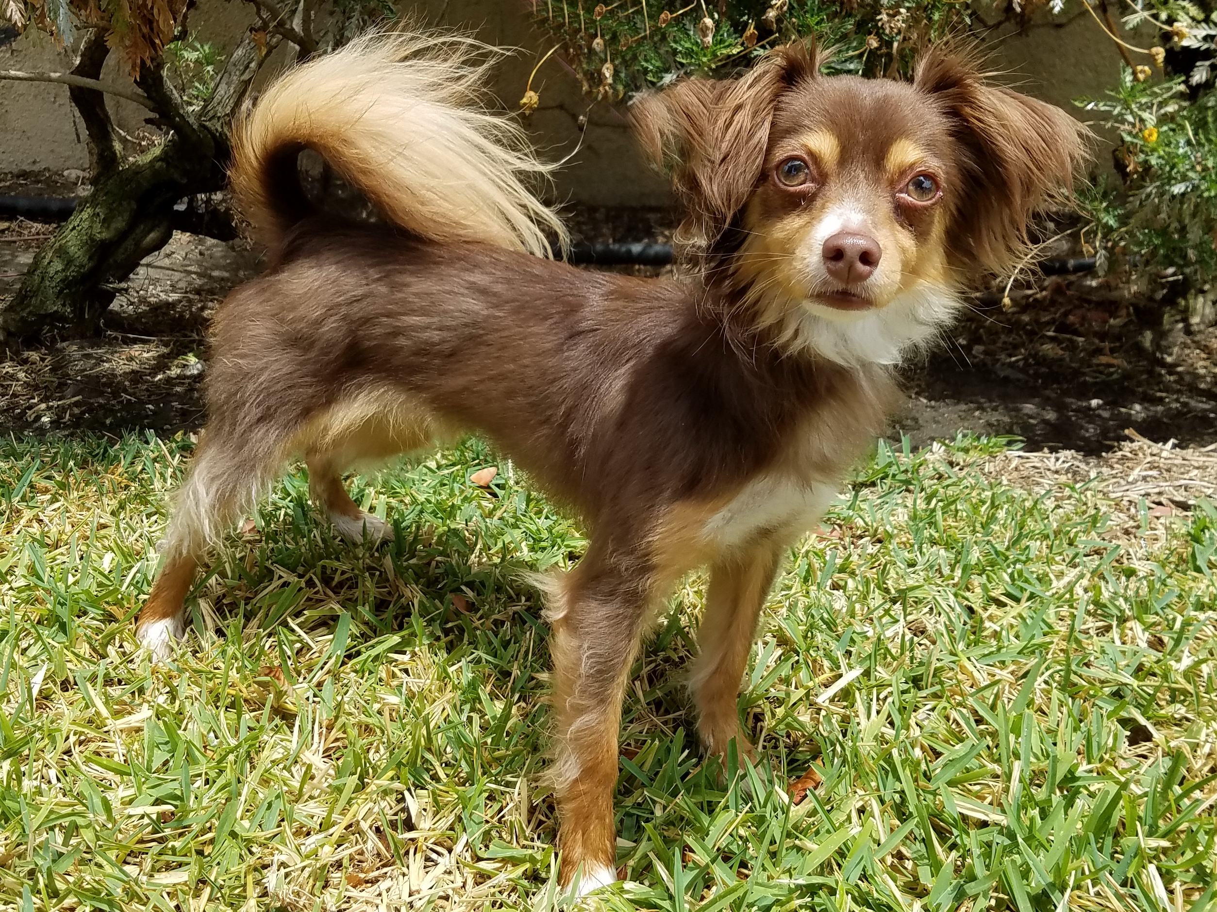 long haired chihuahua mixed with papillon