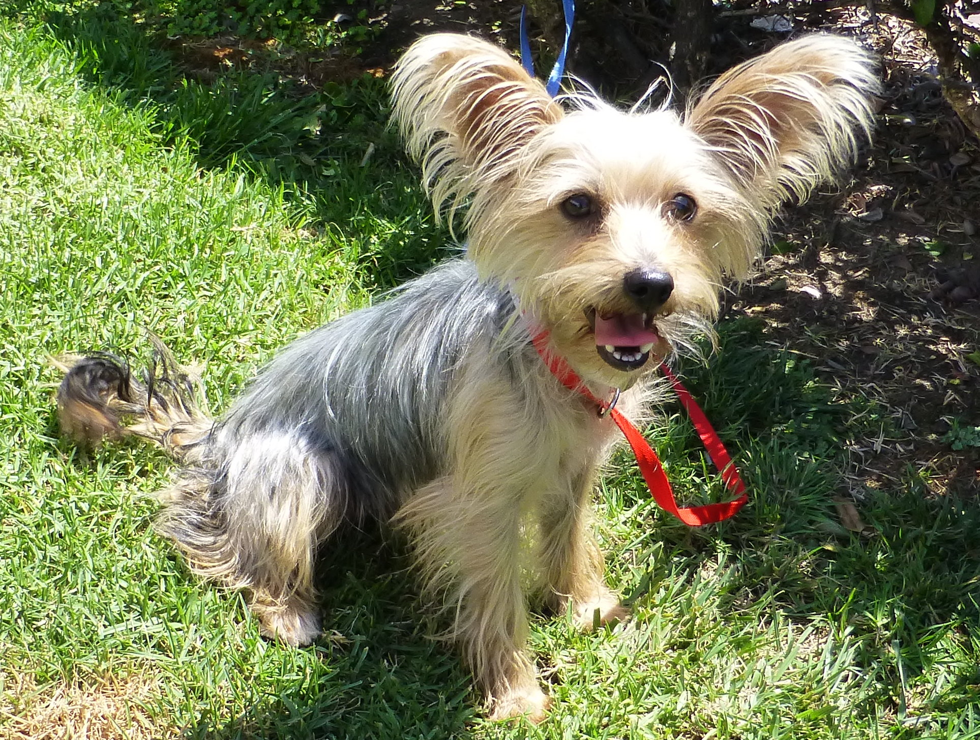 do yorkies have big ears