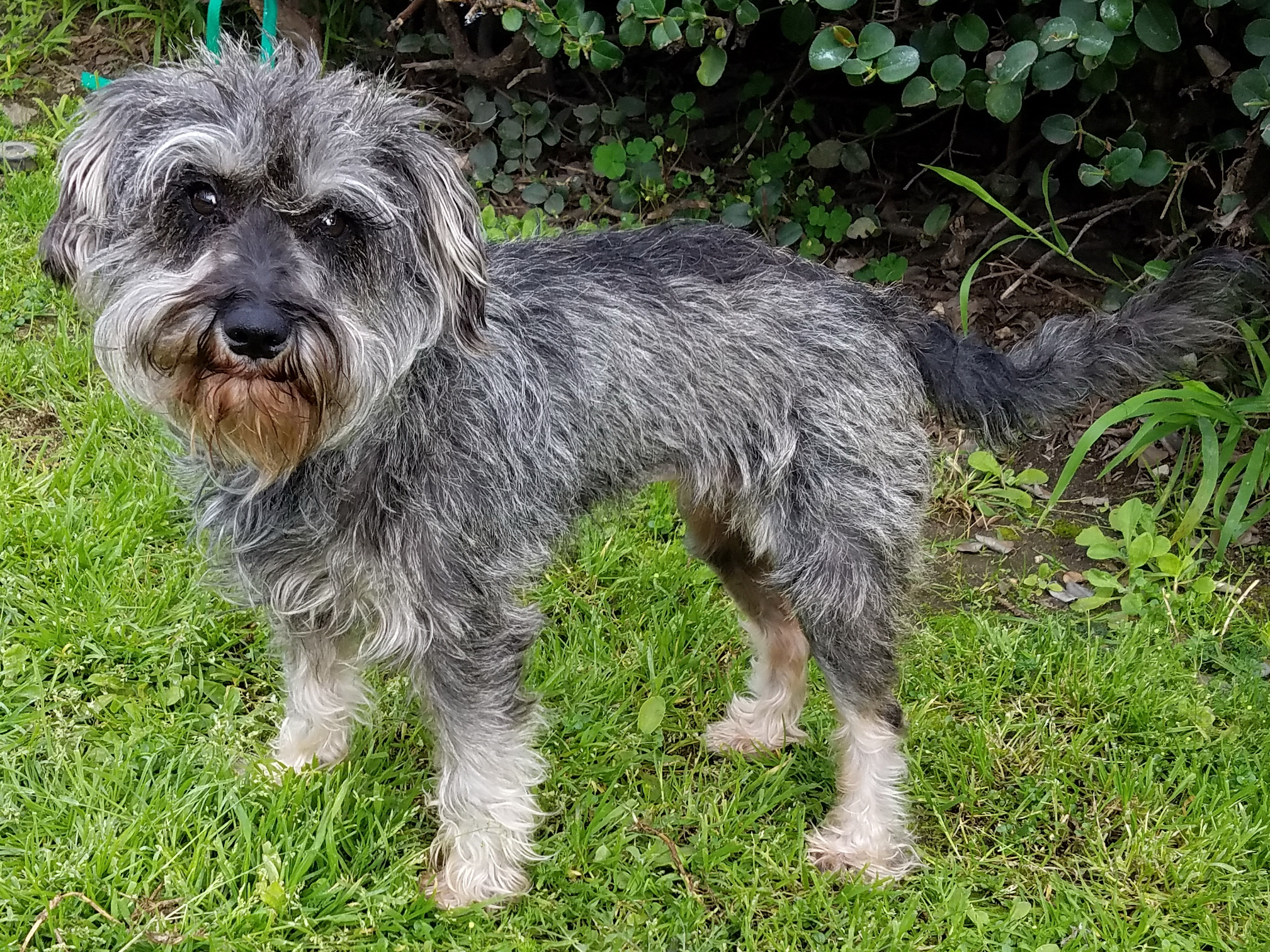 schnoodle with undocked tail