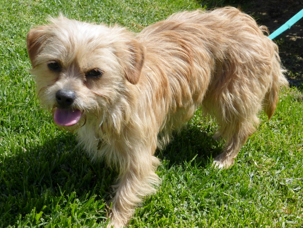 Norfolk terrier best sale and chihuahua mix