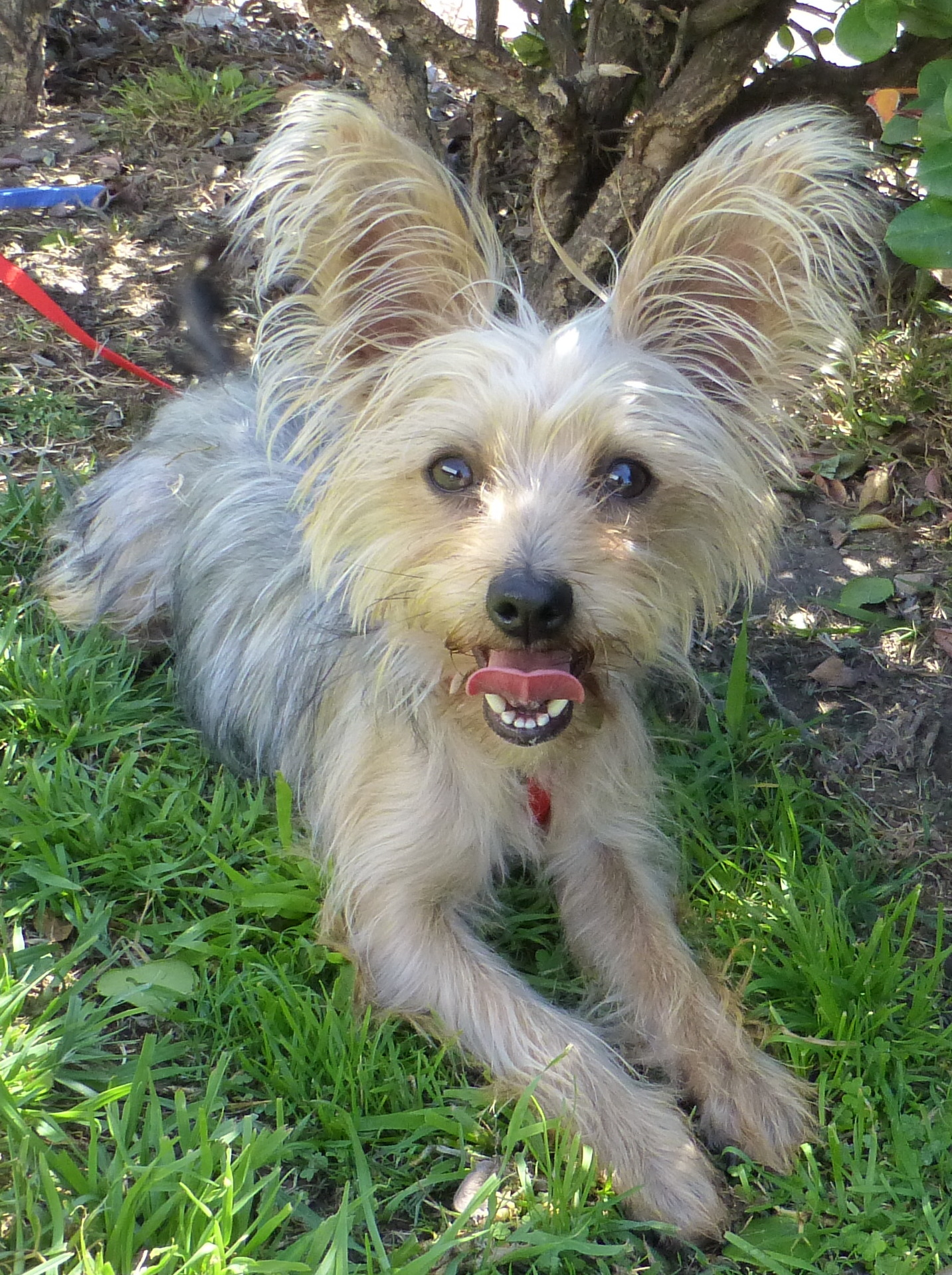 do yorkies have big ears