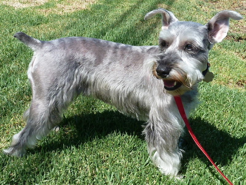 miniature schnauzer tail docking age