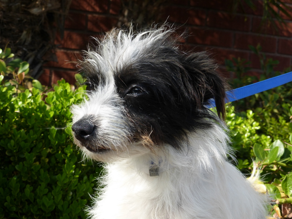 black and white terrier breeds