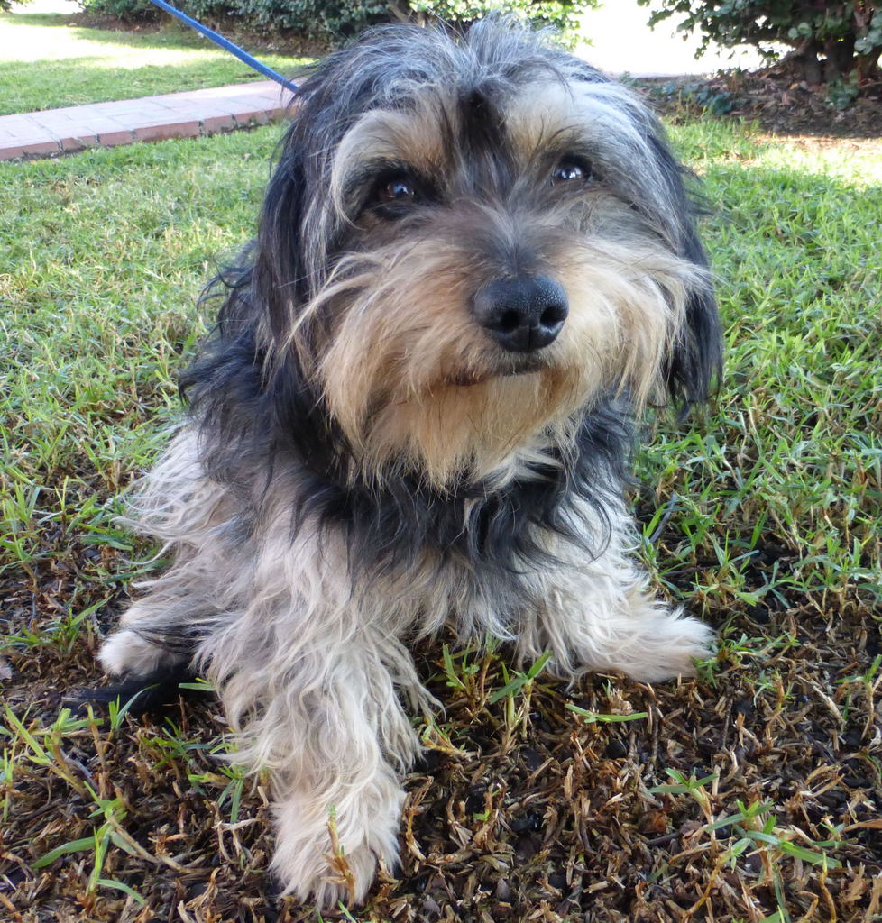 yorkshire terrier and schnauzer mix