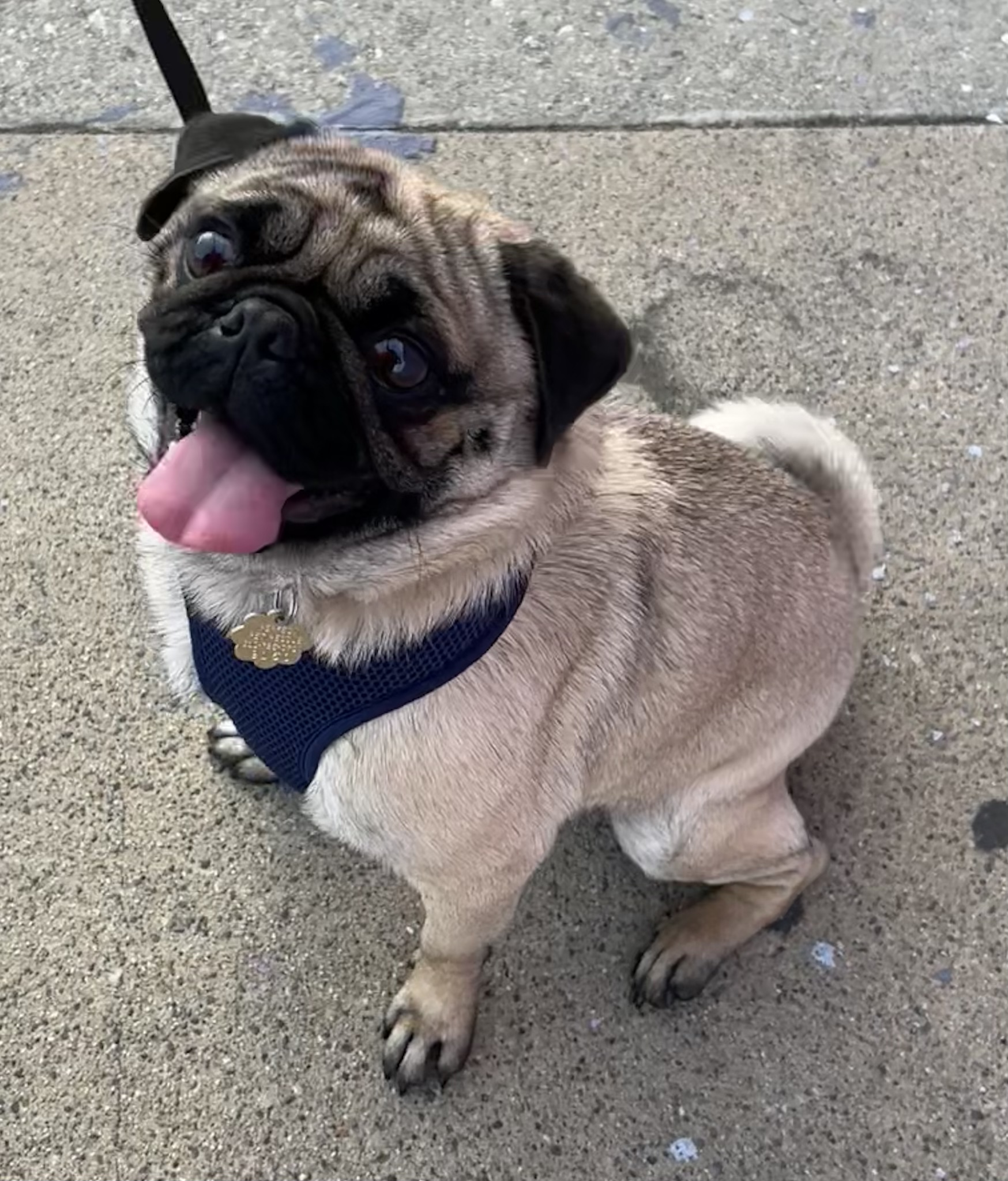 Bernie's first Xmas!! : r/pugs